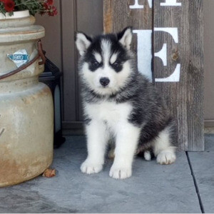 Siberian husky puppies for sale. | PostAds PH