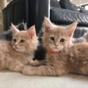 Awesome Maine Coon Kittens | PostAds PH