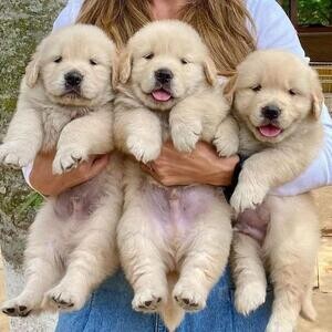 Adorable English Cream Golden Retriever puppies | PostAds PH