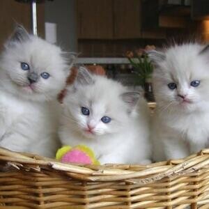I have a male and female Ragdoll kittens to offer. | PostAds PH
