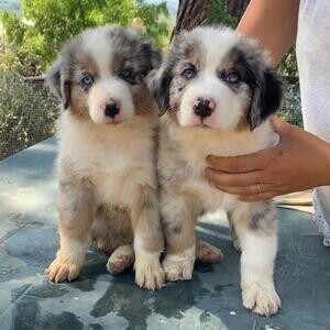 Merle Australian shepherd puppies available now. | PostAds PH