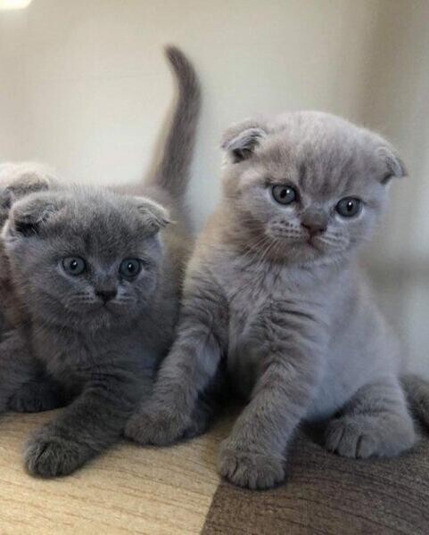 Our Scottish fold kittens are very sweet and well socialized. 