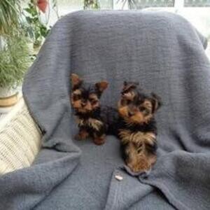 Super nice Yorkie puppies would make wonderful gifts! | PostAds PH