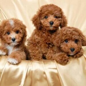 trained Poodle puppies ready for loving pet homes. | PostAds PH