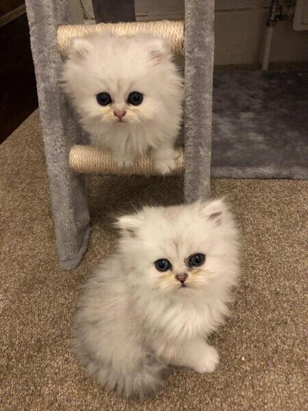 The Persian kittens will come alongside