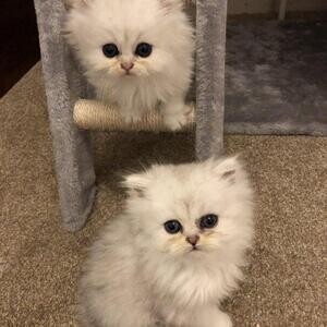 The Persian kittens will come alongside | PostAds PH