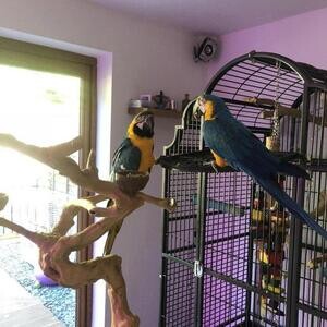 Beautiful Male and female Blue and Gold Macaw Parrots available now | PostAds PH