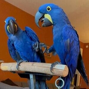 Our Hycanith macaw parrots are raised indoors | PostAds PH