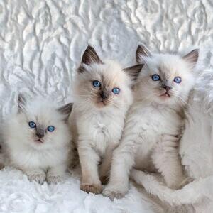 Ragdoll kittens for sale | PostAds PH
