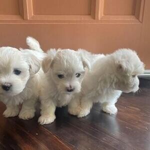 Our Maltese puppies are very happy, | PostAds PH