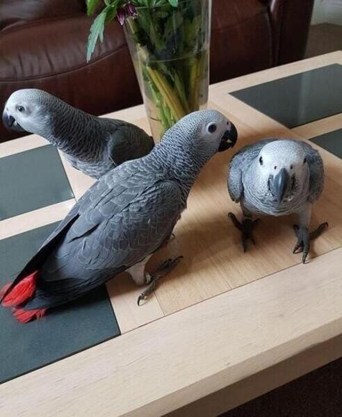 These African Grey Parrots ...viber :+639463422605)