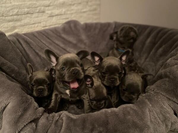 Both male and female Blue French bulldog puppies 