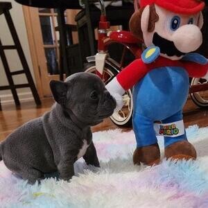 French Bulldogg puppies...viber :+639463422605) | PostAds PH