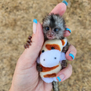Finger Monkeys for sale | PostAds PH