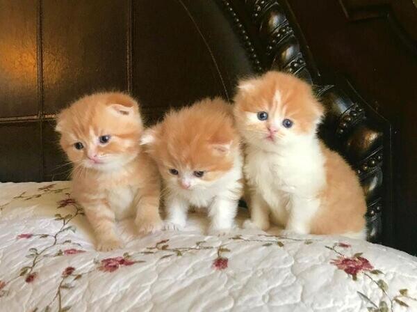 happy Scottish Folds Kittens. 