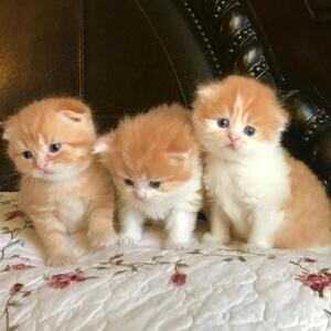 happy Scottish Folds Kittens. | PostAds PH