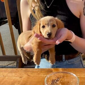 AKC Quality Dachshunds is specialize in breeding healthy | PostAds PH