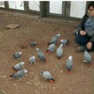 African Grey Parrots parrots for sale online | PostAds PH