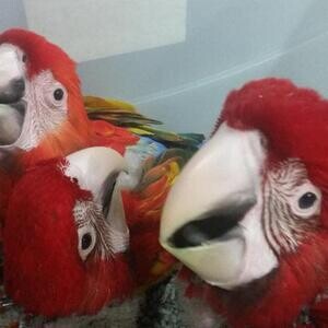 Ara chloropterus Green winged Macaws Parrots for sale | PostAds PH