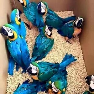 Ara ararauna Blue and Gold Macaws Parrots for sale | PostAds PH