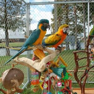 macaws Parrots for sale | PostAds PH