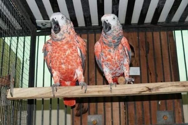 Red Factor African Grey Psittacus erithacus for sale