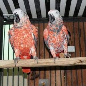 Red Factor African Grey Psittacus erithacus for sale | PostAds PH