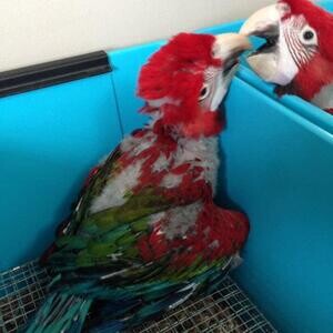 Ara chloropterus Green winged Macaws Parrots | PostAds PH