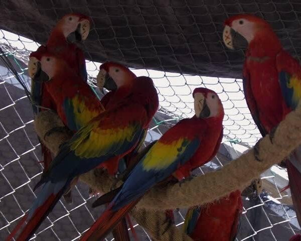 Ara macao Scarlet macaws parrots for sale 