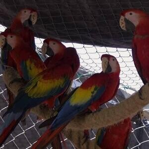 Ara macao Scarlet macaws parrots for sale | PostAds PH