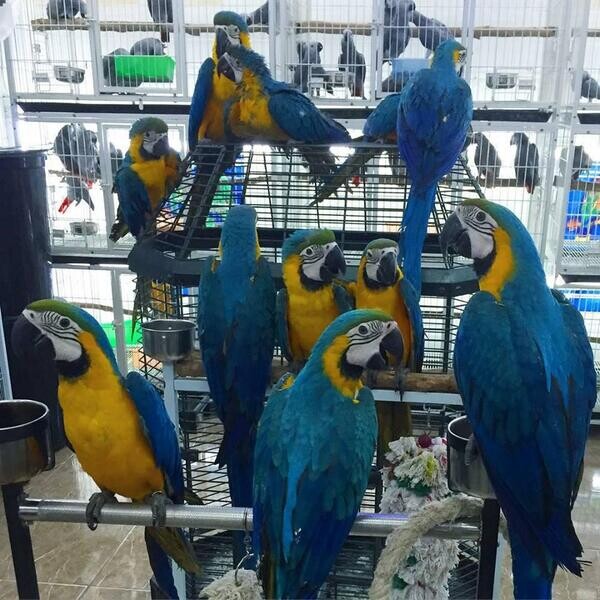 Blue and Gold Macaws ( Ara ararauna )
