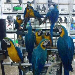 Blue and Gold Macaws ( Ara ararauna ) | PostAds PH