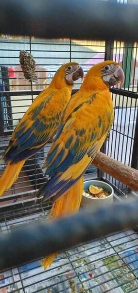 macaws Parrots for salee 