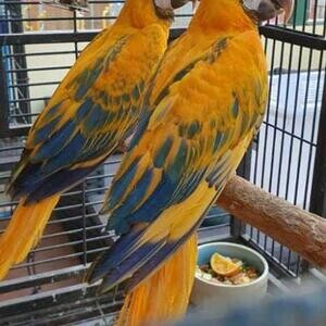 macaws Parrots for salee | PostAds PH