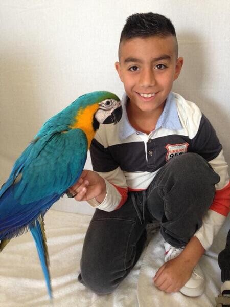 Blue and Gold Macaws 