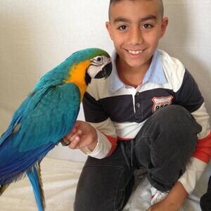 Blue and Gold Macaws | PostAds PH