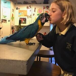 Blue and Gold Macaws ( Ara araraunaa | PostAds PH