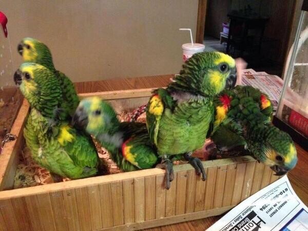Beautiful Baby and Adult Cuban Amazon Parrots Amazona Androglossini bir