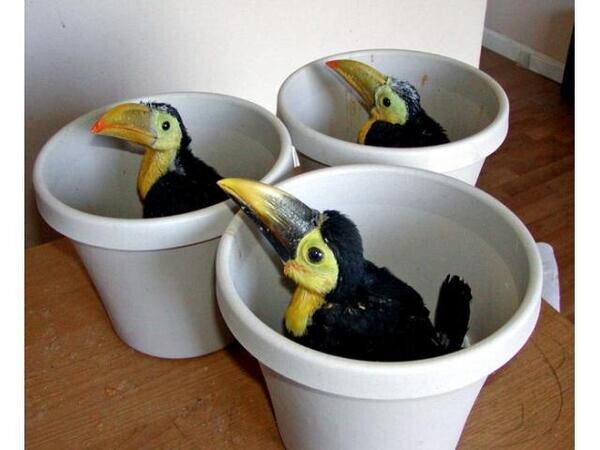 Toucans toco Ramphastos toco birds for sale Tamed Lovely Parrots,