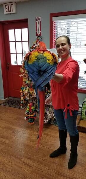 Ara macao Scarlet macaws parrotss