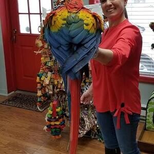 Ara macao Scarlet macaws parrotss | PostAds PH