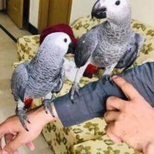 African Grey Congo Grey parrots hand tamed Talking birds Psittacus erit | PostAds PH