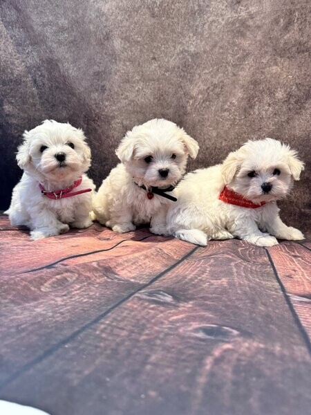 Adorable outstanding Maltese puppies