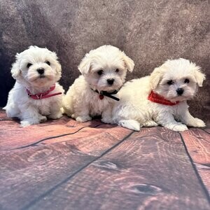 Adorable outstanding Maltese puppies | PostAds PH