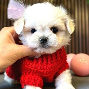 Super Adorable Teacup Maltese Puppies | PostAds PH