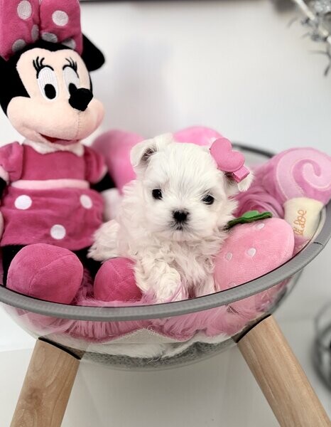 Nice and Healthy Maltese Puppies Available