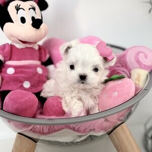 Nice and Healthy Maltese Puppies Available | PostAds PH