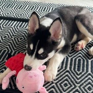 Husky Puppies | PostAds PH