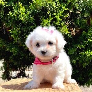 T-Cup Maltese Puppies Available | PostAds PH