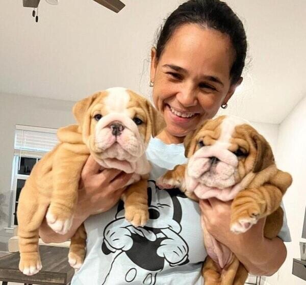 English Bulldog puppies available